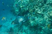 BVI Diving-0019